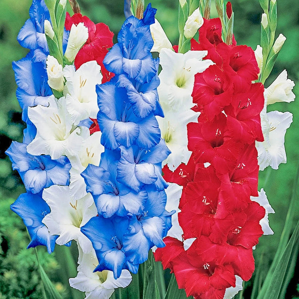 Shop Fly Your Flag Gladiolus Mixture | Brecks Gifts