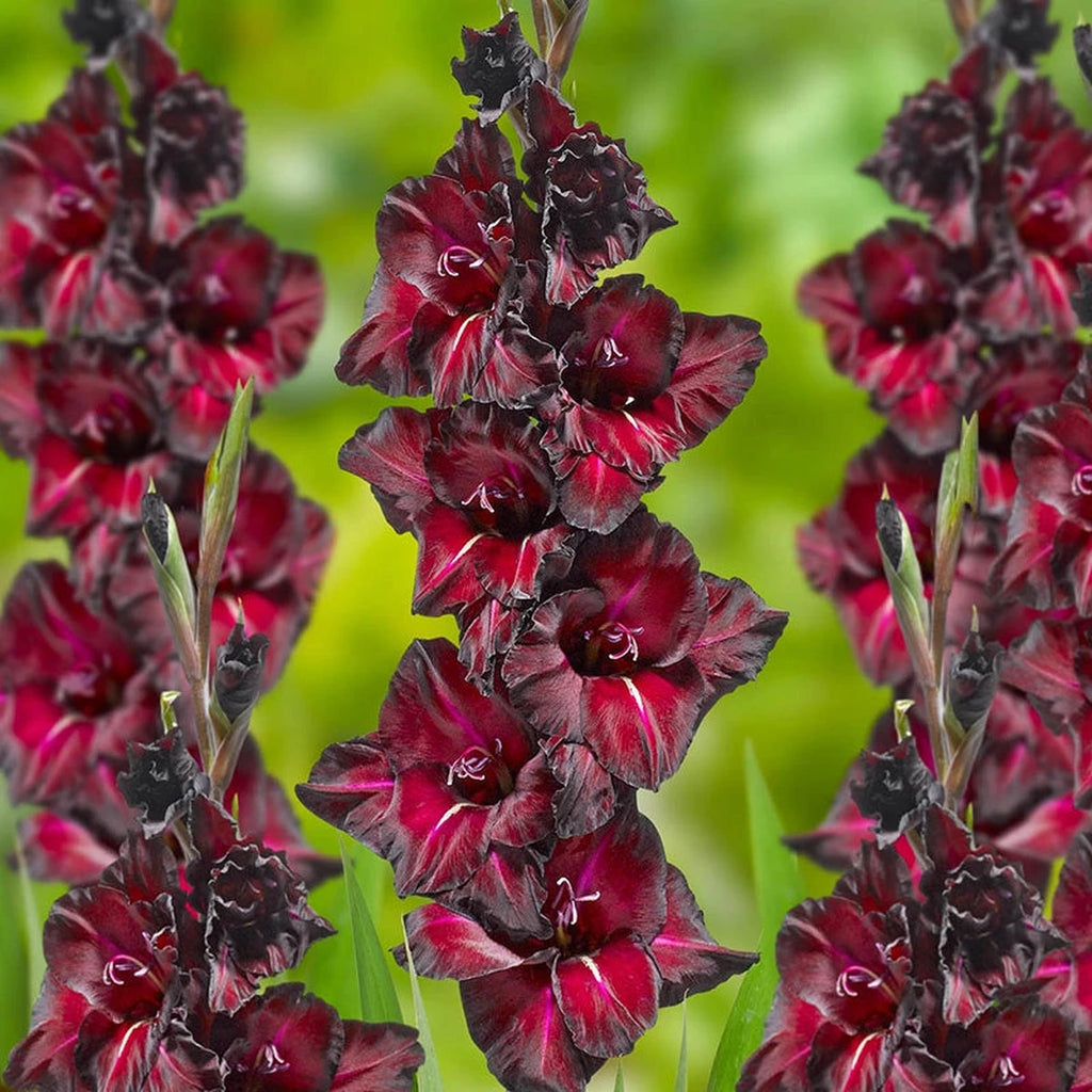 Buy Black Sea Gladiolus Bulbs | Summer Bulbs | Brecks Gifts