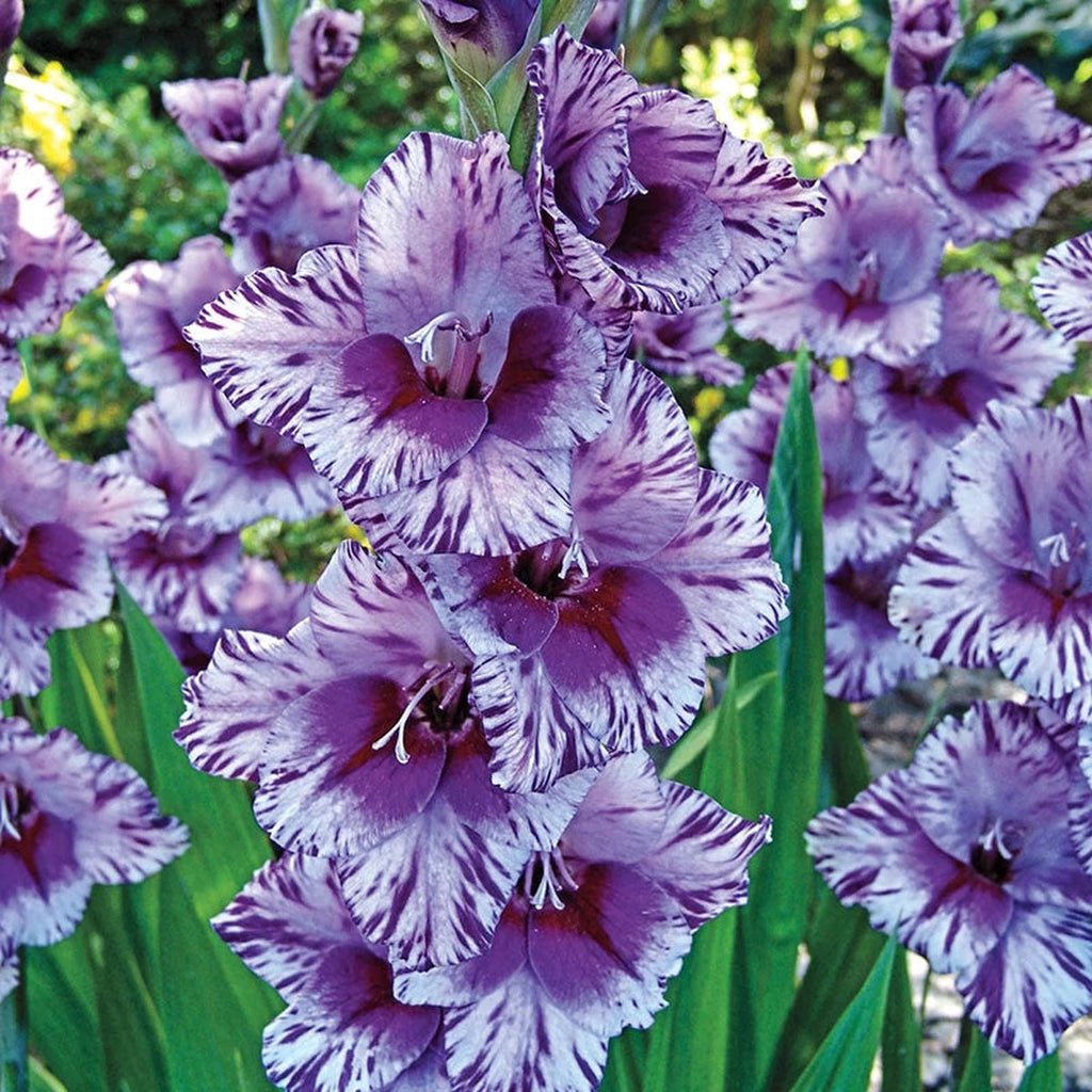 Breckse Shop Passos Gladiolus Bulbs | Summer Bulbs | Brecks Gifts