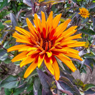 Yellow Spider False Sunflower
