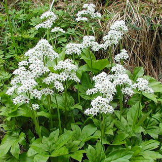 Crimson Fans Mukdenia