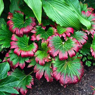 Crimson Fans Mukdenia