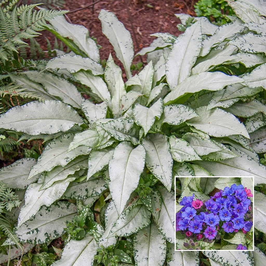 Buy Diana Clare Lungwort | Shade Perennials | Brecks Gifts