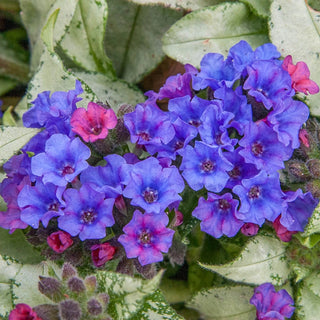 Diana Clare Lungwort