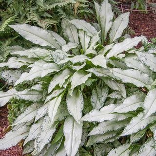 Diana Clare Lungwort