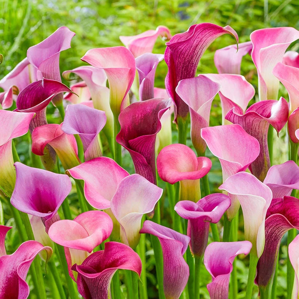 white and pink calla lily Shop Chic n Sassy Calla Lily Mixture