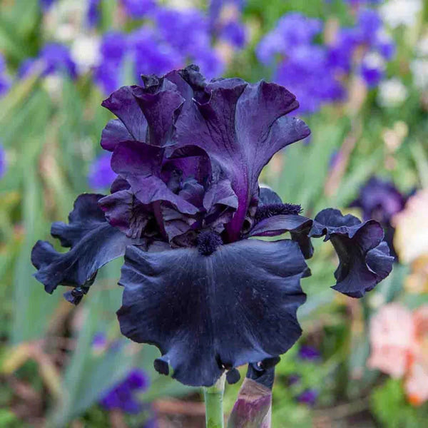 Black Iris - Shop our Black Bearded Iris Bulbs | Breck's Black Iris - Shop our Black Bearded Iris Bulbs | Breck's