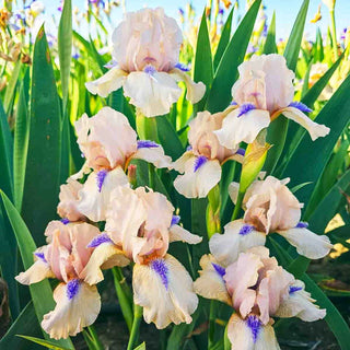 Concertina Reblooming Bearded Iris