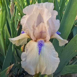 Concertina Reblooming Bearded Iris