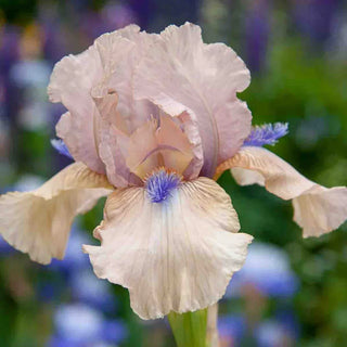 Concertina Reblooming Bearded Iris