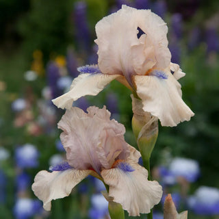 Concertina Reblooming Bearded Iris