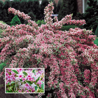 Pink Splash Variegated Weigela