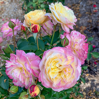 Make Me Blush Hybrid Tea Jumbo Rose