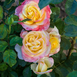 Make Me Blush Hybrid Tea Jumbo Rose