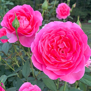 Miss Manners™  Grandiflora Rose