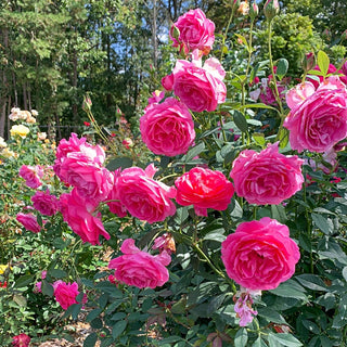 Miss Manners™  Grandiflora Rose