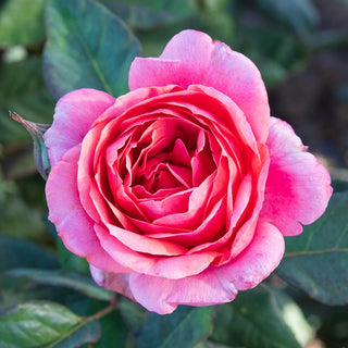 Miss Manners™  Grandiflora Rose