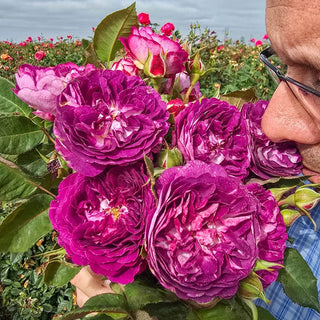 Rose Bushes For Sale - Shop Rose Plants | Breck's