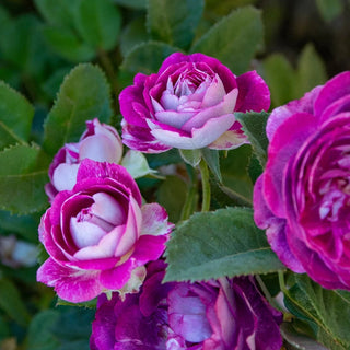 Cosmic Clouds Shrub Rose | Shop Roses | Save at Breck's
