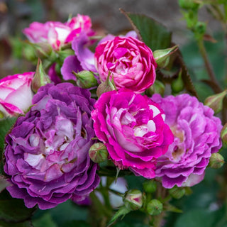 Cosmic Clouds™  Shrub Rose