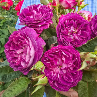 Cosmic Clouds™  Shrub Rose