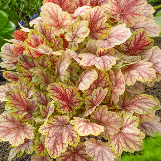 Van Gogh Heuchera