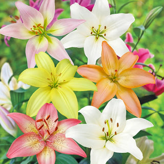 Pastel Lily Mixture