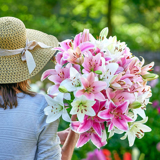 Apple Blossom Lily Mixture