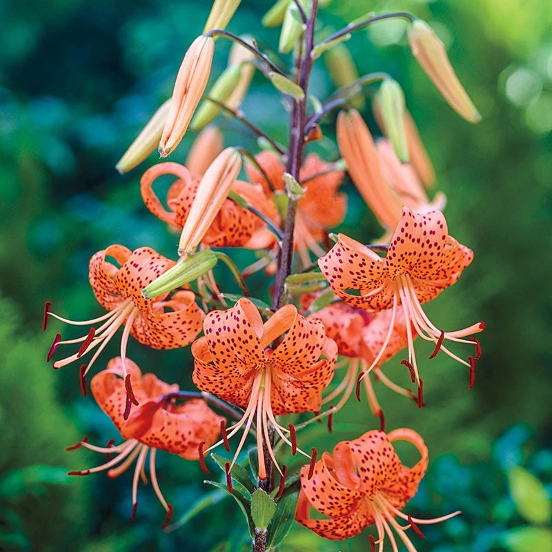 The Tiger Lily | Tiger Lily Bulbs for Sale | Breck’s – Brecks