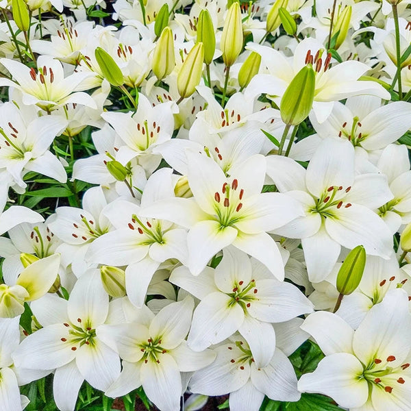 brecks asiatic lilies Shop Bright Diamond Lily Bulbs | Asiatic Lilies
