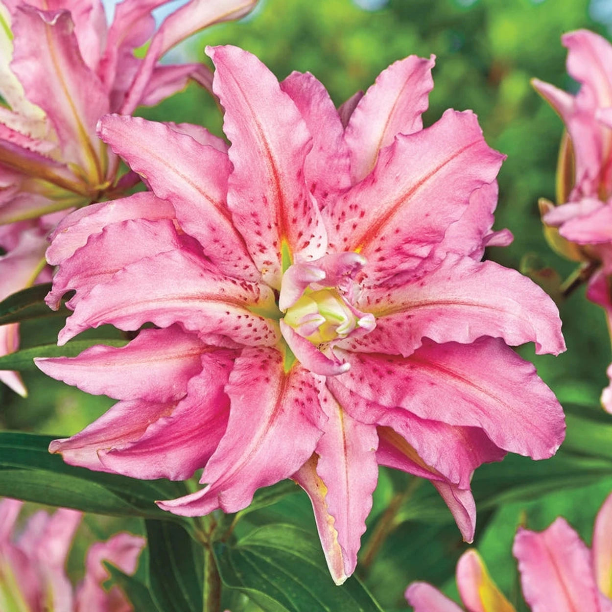 brecks asiatic lilies Broken Heart Lily