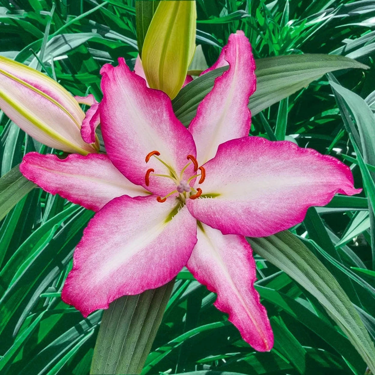lily flower near me Touch Me Lily