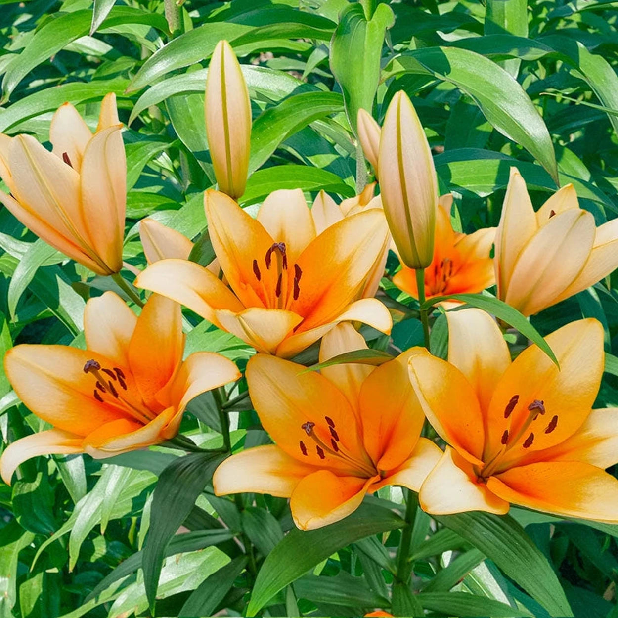 orange asiatic lily bulbs Orange Emperor Candelabra Lily