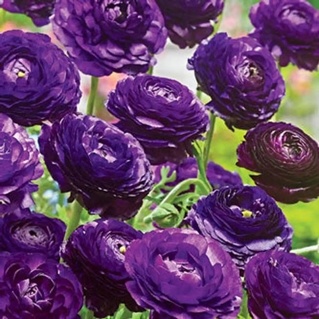 Urple Ranunculus Ranunculus Purple Sensation | Spring Planted Bulbs | Breck's