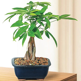 Money Tree Bonsai