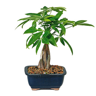 Money Tree Bonsai