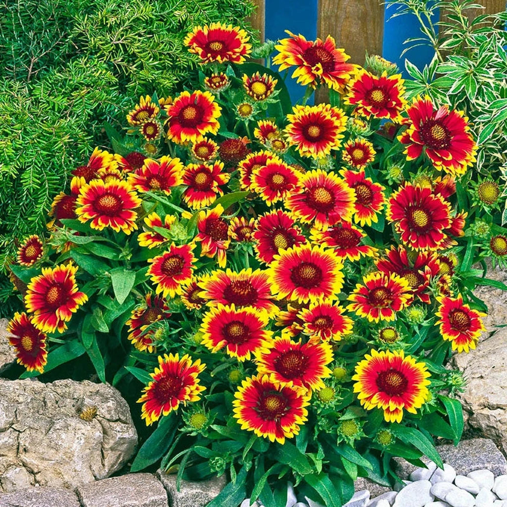 Buy Arizona Sun Gaillardia | Sun Perennials | Breck's