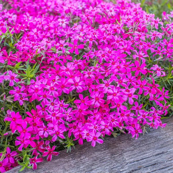 Scarlet Flame Carpet Phlox – Breck's