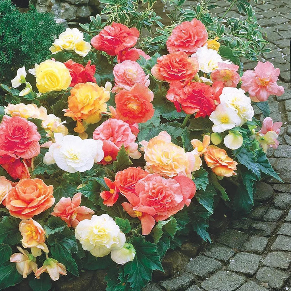 Beeks Bulbs Buy Non Stop Pastel Begonia Mixture | Summer Bulbs | Breck's