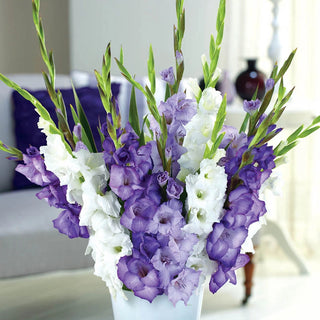 Stormy Skies Gladiolus Mixture