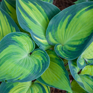 June Hosta