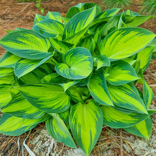 June Hosta