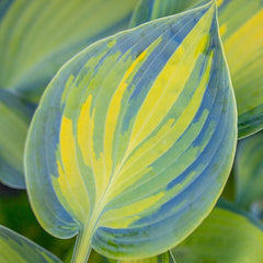 June Hosta | Shade Perennials for Sale | Breck's