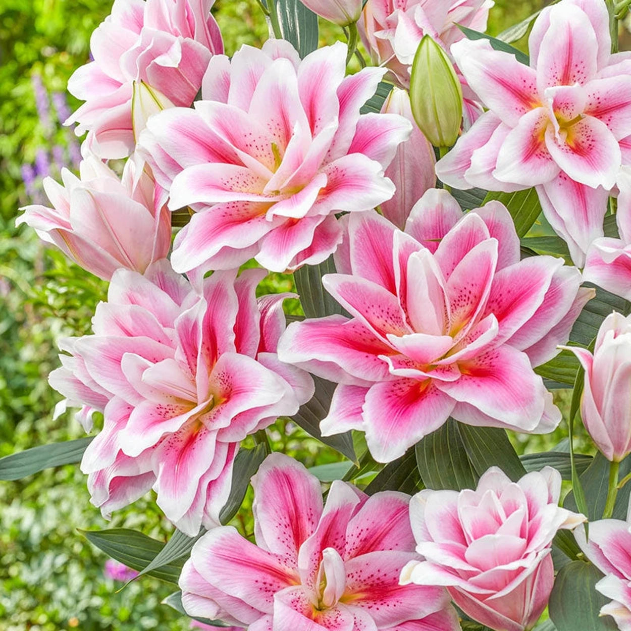 noela imakon lily flower Mikaela Roselily