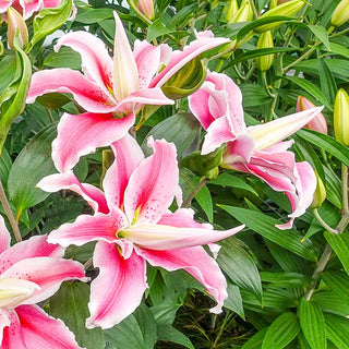 Distant Drum Double Oriental Lily