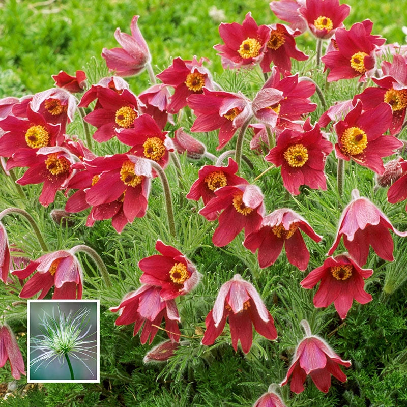 Shop Red Pasque Flower Sun Perennials Breck's