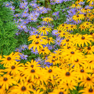 Sun And The Moon Aster Beckia Duet
