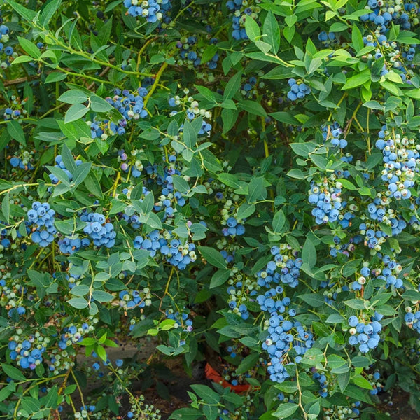 Semi Dwarf Northland Blueberry | Shop Online | Brecks
