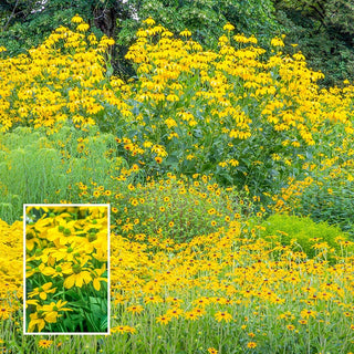 Herbstsonne Black Eyed Susan