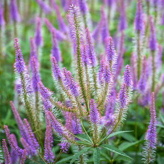 Fascination Culver Root
